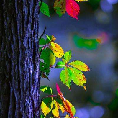 安博体育·(中国)官方网站app下载